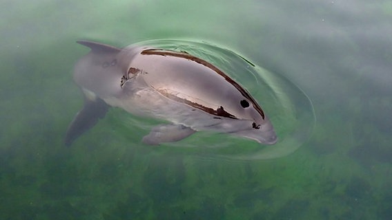 Schweinswale sind akut vom Aussterben bedroht. In der östlichen Ostsee gibt es nur noch etwa 600 Tiere. Schweinswale sind akut vom Aussterben bedroht. In der östlichen Ostsee gibt es nur noch etwa 600 Tiere. © NDR/Heinz Galling