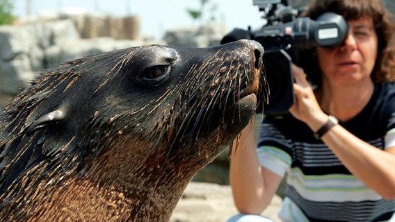 Seehund, Puma & Co. : Eine Radio-Bremen-Kamerafrau nimmt im "Zoo am Meer" in Bremerhaven eine Seebärin in ihrem Gehege auf. © Radio Bremen/Ingo Wagner 