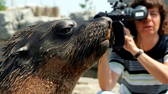 Seehund, Puma & Co.: Eine Radio-Bremen-Kamerafrau nimmt im "Zoo am Meer" in Bremerhaven eine Seebärin in ihrem Gehege auf. © Radio Bremen/Ingo Wagner 