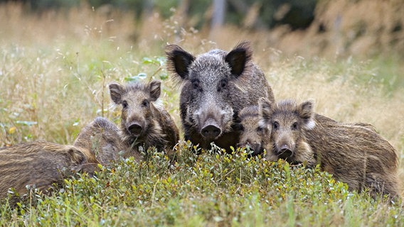 Wildschwein-Mutter mit Frischlingen © NDR Naturfilm/Jürgen Borris 