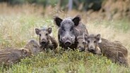 Wildschwein-Mutter mit Frischlingen © NDR Naturfilm/Jürgen Borris 