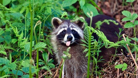 Waschbär im Gebüsch © NDR Naturfilm/Jürgen Borris 