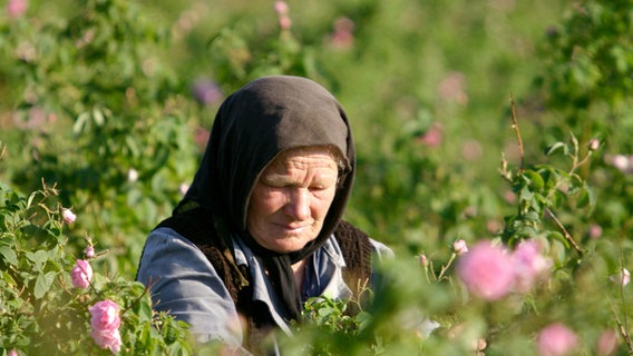 Bulgarische Rosengärtnerin © © NDR/Dr. Ernst Sasse 