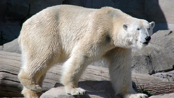 Eisbär Lloyd © Radio Bremen/Volkmar Strüßmann 