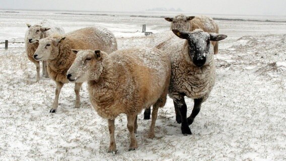 Nur die Schafe trotzen im Winter dem eisigen Wind und dem Schnee. Solange kein "Land Unter" ist, dürfen die Tiere draußen bleiben. © © NDR/MedienKontor/Carolin Reiter 