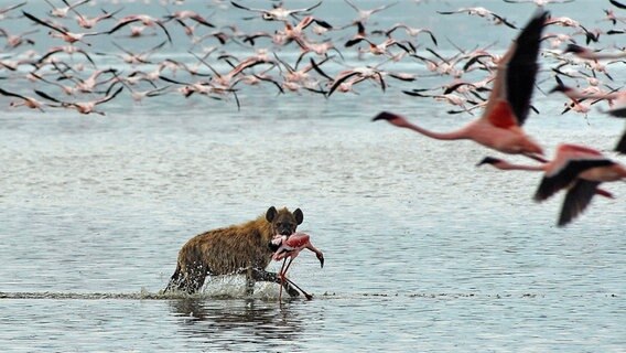 Am Nakurusee haben sich einige Hyänen auf die Flamingojagd spezialisiert. © © NDR/Dr. Harald Pokieser/ORF 