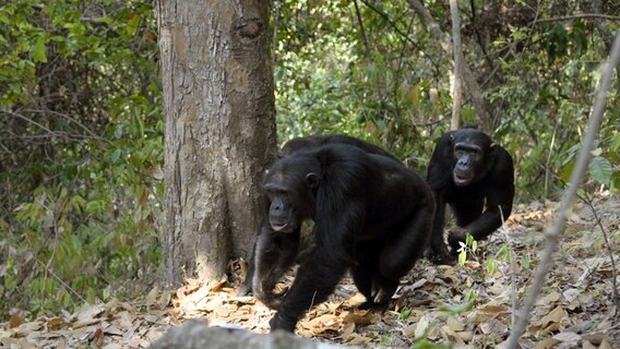 Im zerklüfteten Bergwald des Mahale Nationalparks lebt Tansanias größte Schimpansen-Population. © © NDR/Dr. Harald Pokieser/ORF 