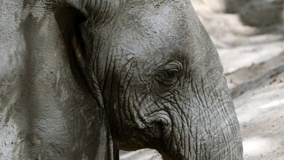 Elefanten sind die wahren Herrscher des Ruaha Nationalparks in Tansania. Ihre Zahl wird auf 15.000 geschätzt. © © NDR/Dr. Harald Pokieser/ORF 
