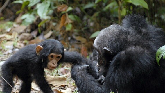 Die Schimpansen an Tanganjika See sind durch Jane Goodall berühmt geworden. Was kaum jemand weiß: Seit über 40 Jahren erforschen japanische Wissenschaftler die Menschenaffen im Mahale Nationalpark am Ostufer des Sees. © © NDR/Dr. Harald Pokieser/ORF 