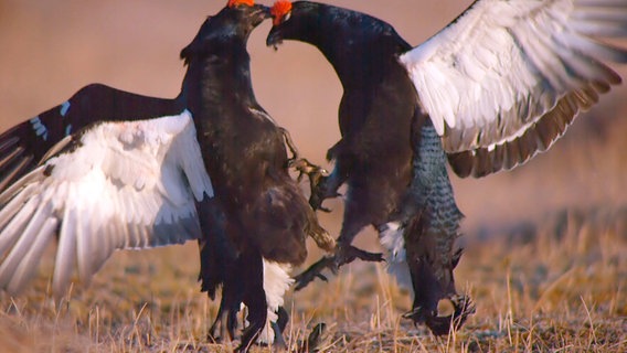 Kampf der Birkhähne © NDR Naturfilm 