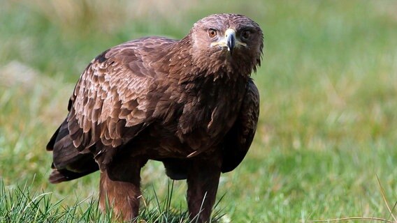 Der Schreiadler hat sich eine Nahrungsquelle erschlossen, die kein  anderer Adler nutzt. Zu Fuß rennt er über die Wiesen und fängt Mäuse, Eidechsen oder Frösche. © NDR/NDR Naturfilm/Christoph Hauschild 