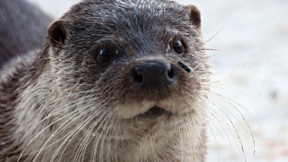 Otter haben keine dicke Fettschicht aber ein extrem dichtes Fell, das sie im Winter vor Kälte schützt. © © NDR/Christoph Hauschild 