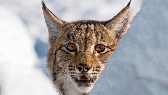 Typisch Luchs © © NDR/Naturfilm 