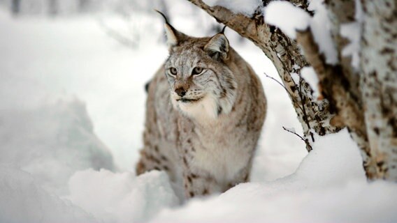 Luchs im Schnee © NDR Naturfilm 