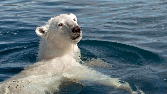 Viele Eisbären werden durch den Klimawandel im Sommer zu Langstreckenschwimmern. Manchmal müssen sie Strecken von über 500 Kilometern am Stück zurücklegen. © © NDR/Arcadia Entertainment 