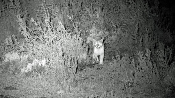 Pumas sind die  gefährlichsten Großkatzen Lateinamerikas. Sie sind vor allem nachts auf der Jagd. © NDR/Susanne Seltmann 