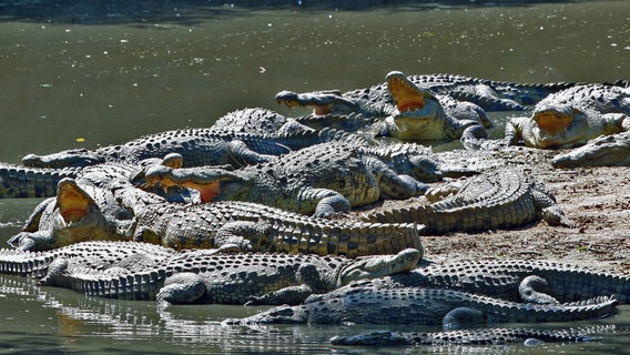 In diesen Ponds lebt aber auch eine der größten Populationen des Nilkrokodils: Exemplare bis 5 Meter Länge sind keine Seltenheit. © WDR/Reinhard Radke 