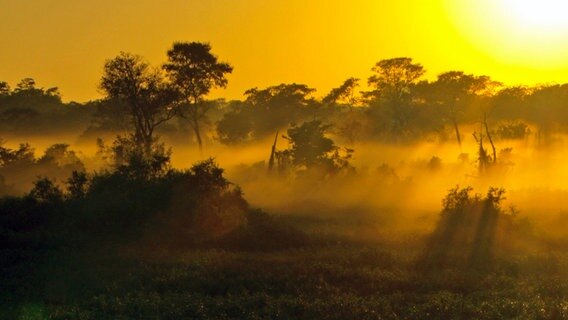 Das brasilianische Pantanal in der Morgendämmerung © © NDR/NDR Naturfilm/Light & Shadow GmbH 