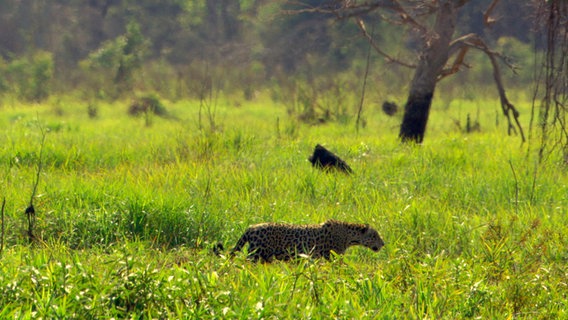 Jaguare durchstreifen Reviere bis zu 40.000 Hektar Größe. Gelingt es, den Lebensraum der geschmeidigen Raubkatzen zu schützen, profitieren auch zahlreiche andere Tierarten davon. © © NDR/NDR Naturfilm/Light & Shadow GmbH 