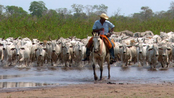 Die Rinderzucht ist der Hauptwirtschaftszweig im Pantanal. Immer wieder führt das zu Konflikten zwischen Mensch und Jaguar. Die Jagdreviere der Raubkatzen überschneiden sich mit den Weidegebieten der Viehzüchter. © © NDR/NDR Naturfilm/Light & Shadow GmbH 