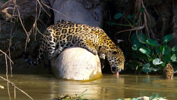 Jaguar am Flusslauf © © NDR/NDR Naturfilm/Light & Shadow GmbH 