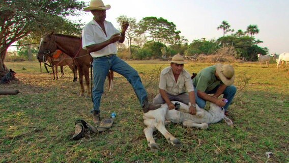 Die Reviere der Jaguare liegen oft auf Farmland, und von Zeit zu Zeit reißen die Raubkatzen Rinder. Die Zukunft des Pantanal hängt maßgeblich davon ab, ob es gelingen wird, Naturschutz und wirtschaftliche Ziele unter einen Hut zu bringen. © © NDR/NDR Naturfilm/Light & Shadow GmbH 