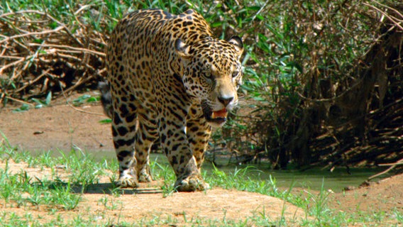 Jaguare sind kräftige und gerissene Jäger. Sie können selbst gefürchteten Raubtieren wie Kaimanen gefährlich werden. © © NDR/NDR Naturfilm/Light & Shadow GmbH 