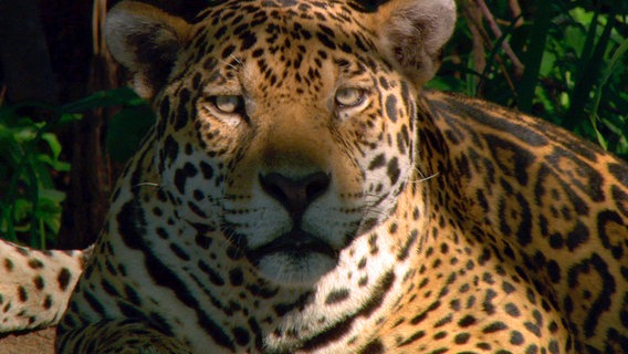 Jaguare nah © © NDR/NDR Naturfilm/Light & Shadow GmbH 