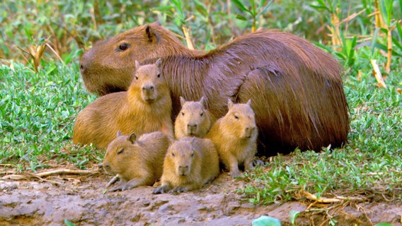 Capybaras oder Wasserschweine sind die größten Nagetiere der Welt und eine bevorzugte Beute des Jaguars. In der Trockenzeit versammeln sie sich an den verbliebenen Wasserstellen und sind für die Raubkatze leicht aufzuspüren. © © NDR/NDR Naturfilm/Light & Shadow GmbH 