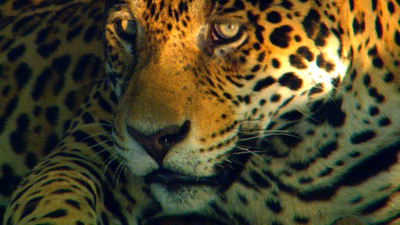 Jaguar Nahaufnahme © © NDR/NDR Naturfilm/Light & Shadow GmbH 