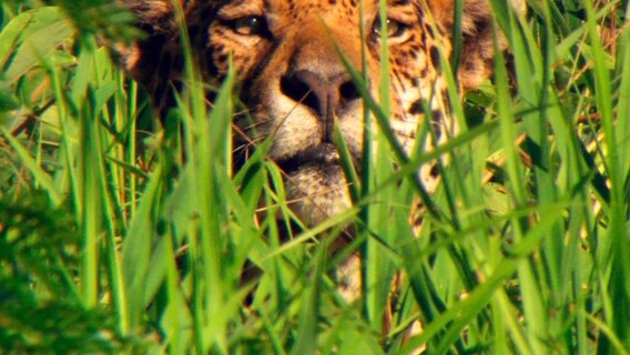 Jaguar im hohen Gras © © NDR/NDR Naturfilm/Light & Shadow GmbH 