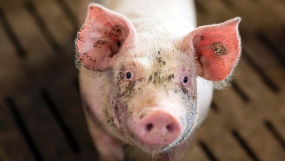 Schweine sind vorsichtige Tiere. Alles Neue wird sorgsam und neugierig beschnüffelt. © © NDR/Sven Jaax Foto: Sven Jaax