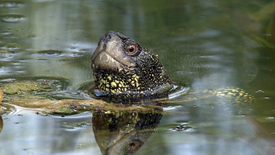 Sumpfschildkröte im Wasser © © NDR/Christoph Hauschild 