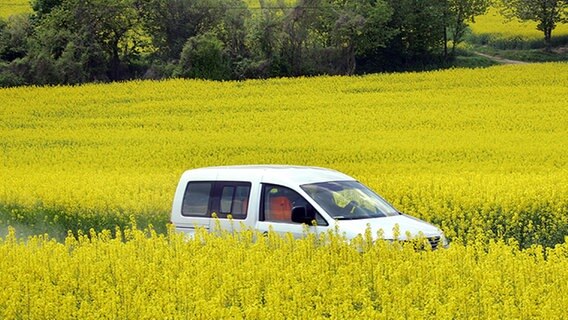 Auto fährt durch blühende Rapsfelder © dpa - Report Foto: Uwe Zucchi