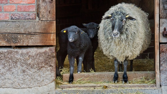 Ein ausgewachsenes und zwei junge Rauhwollige Pommersche Landschafe. © picture alliance / dpa Foto: Julian Stratenschulte