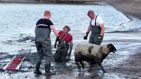 Ein Schaf wird aus dem Elbschlick in Winsen gezogen. © TV Elbnews 