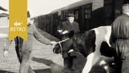 Kuh wird aus einem Güterzug auf den Bahnsteig gezogen (1963, Flensburg)  