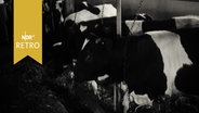 Kühe in einem Stall 1965  