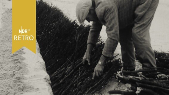 Arbeiter legt Reisig als Sandfangzaun an der Nordseeküste (1965)  