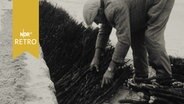Arbeiter legt Reisig als Sandfangzaun an der Nordseeküste (1965)  