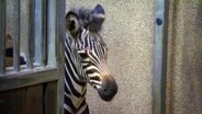 Ein Zebrajunges in seinem Stall © NDR 