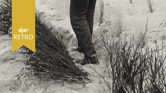 Mann tritt Sand in einem Graben mit frischer Reisighecke zum Küstenschutz fest (Sylt 1965)  