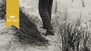 Mann tritt Sand in einem Graben mit frischer Reisighecke zum Küstenschutz fest (Sylt 1965)  