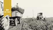 Baumschulmitarbeiter mit einem Trecker auf dem Feld bei der Ernte eines niedrigen Nadelgehölzes (1965)  