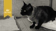 Katze im Tierheim Süderstraße 1965  