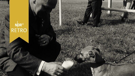 Mann gibt einem Hund nach einem Hunderennen einen Schluck Bier zur Belohnung aus einem Weißbierglas (1965)  