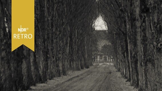 Pappelallee nach Lüdingworth 1963  