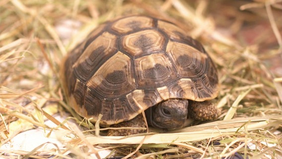 Eine Schildkröte sitzt im Stroh. © screenshot 