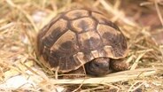 Eine Schildkröte sitzt im Stroh.  