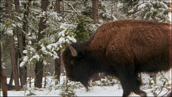 Ein Bison in verschneite Landschaft.  
